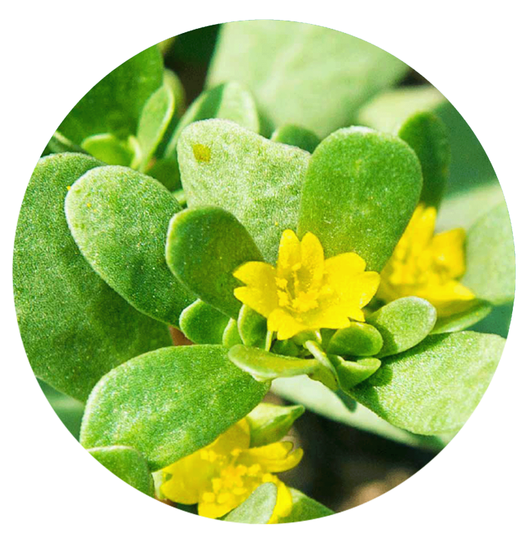 Uk Portulaca Oleracea Extract Supplier - Unifect